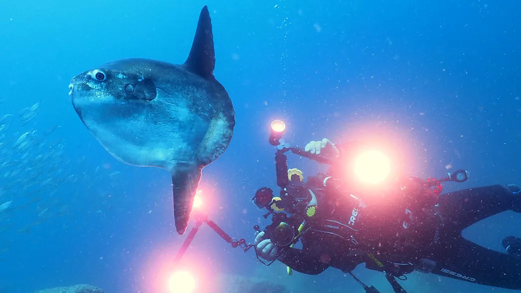 Réservez ensemble plongée sous-marine et hébergement