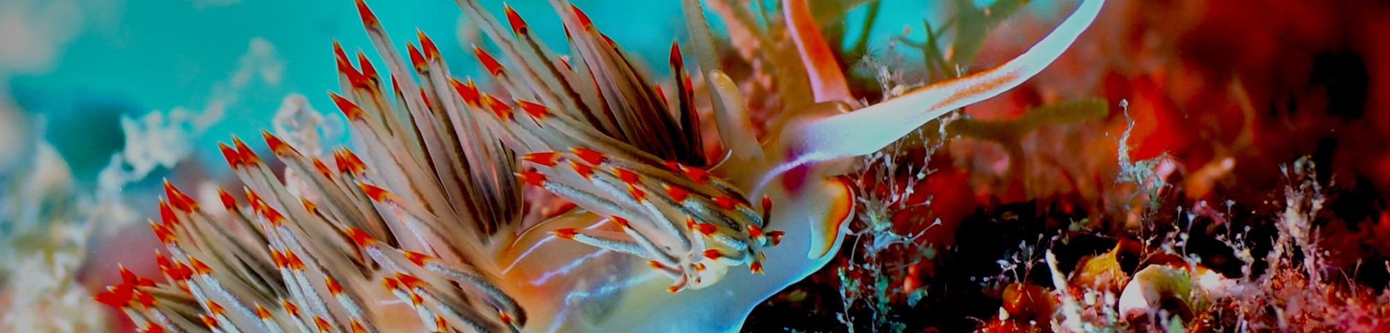 Scuba diving dives at the park of the Torredembarra's biotope