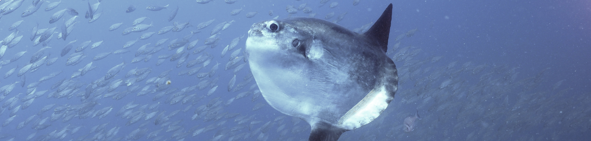 Scuba diving at the marine biotope of Torredembarra